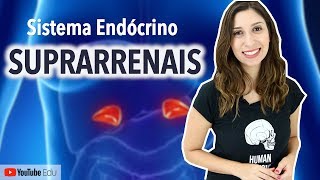 Suprarrenais Sistema Endócrino  Anatomia e etc [upl. by Cowey278]