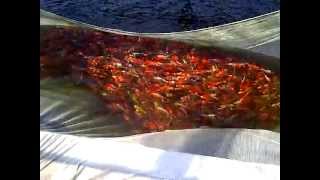 Spring Harvest Ogata Koi Farm Japan  Netting Ponds [upl. by Narton]