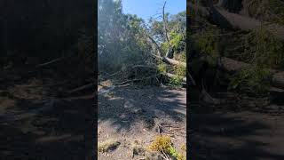 Dismayed to See Chinaberry Tree with Fruit Collapsed from Hurricane Milton on Cross Seminole Trail [upl. by Custer]