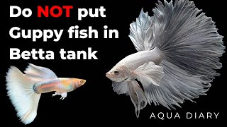 You Must Watch This Before Adding Guppy Fish In Betta Tank [upl. by Nonregla]