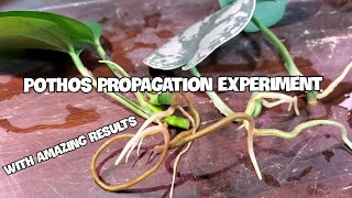 Does Adding Pothos To Other Water Propagations Help Them Root  WITH AMAZING RESULTS [upl. by Lash5]