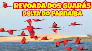 Revoada dos Guarás no Delta do Parnaíba [upl. by Greiner135]