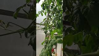 Hydroponic Cherry tomatoes  Want to LEARN the HYDROPONIC NUTRIENTS RECIPE Join our WhatsApp Group [upl. by Bose]