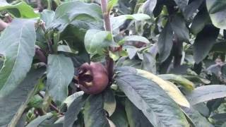 Medlar Tree in the Permaculture Garden [upl. by Christel834]