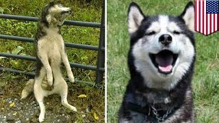 West Virginia family finds missing pet husky gutted and hanging by the neck outside home  TomoNews [upl. by Aicnelev832]