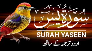 Surah Yaseen  Surah Yaseen With Urdu Translation  Episode  552 [upl. by Nosmas]