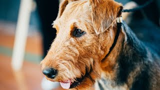 Airedale Terriers in a MultiPet Household [upl. by Oniratac]