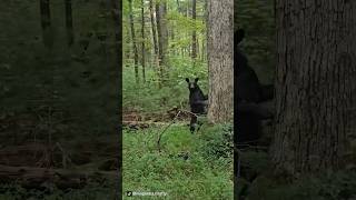 Cades Cove Black Bears On Carriage Ride [upl. by Sillsby]