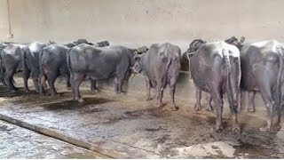 10 Buffaloes For Sale 10 ਮੱਝਾਂ ਤੋਕੜ ਗੱਭਣ ਵਿਕਾਊ [upl. by Martres338]