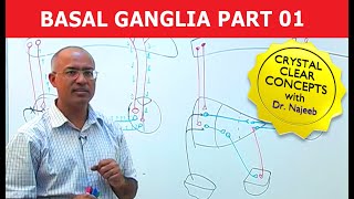 Basal Ganglia  Neuroanatomy  Part 13 [upl. by Oflunra]