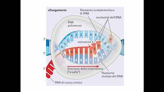 La trascrizione del DNA [upl. by Ydroj445]