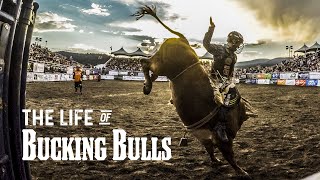 The Life of Bucking Bulls [upl. by Lissie]