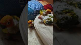 SunConure birds  pied SunConure  SunConure chicks  birds [upl. by Yttisahc]