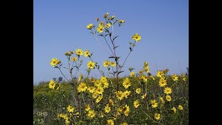 How to Grow Tall Sunflower From Seed Helianthus Giganteus [upl. by Kcirderfla]