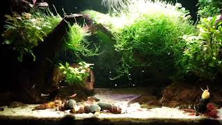 Land of the trees tank with red cherry shrimps tylomelania orange rabbit snails and cory pygmaeus [upl. by Akino814]