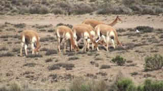 Vicuñas Pampa Cañahuas Arequipa [upl. by Siramad]