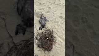 Dead birds on Tuncurry beach [upl. by Pitts783]