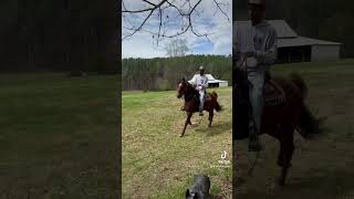 tennessee walking standardbred racking horse Little Whitefoot [upl. by Divd]