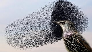 You wont believe this INCREDIBLE Starling murmuration [upl. by Ymaral]