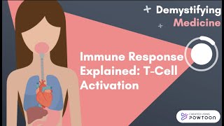 Immune Response Explained TCell Activation [upl. by Thompson]