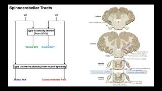 The Spinocerebellar Tracts EXPLAINED [upl. by Salguod69]