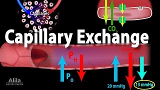 Capillary Exchange and Edema Animation [upl. by Shelagh]