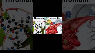 Question Of The Day 43 enzymes shorts haemoglobin clotting yt [upl. by Tiny904]