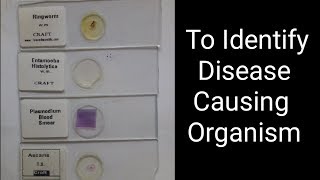 Identify Common DiseaseCausing Organism 12th bio practical no 14 cbse gseb [upl. by Anaitat792]