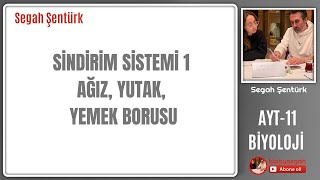 SİNDİRİM SİSTEMİ1 AĞIZ YUTAK YEMEK BORUSU AYT BİYOLOJİ  11SINIF  YKS 2025 [upl. by Thacher]