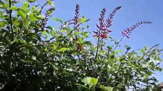 Coral Bean Firemans Helmet  or Cap Erythrina x bidwillii LLampDs quotPlant Pick of the Dayquot [upl. by Tenneb399]