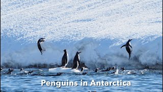 Antarctica with Hurtigruten expeditions [upl. by Florella]