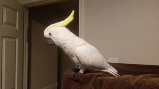 Cockatoo Talking Asks To Go To Bed PARROT VIDEO OF THE DAY [upl. by Nitsirk42]