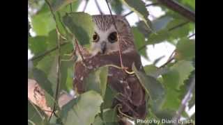 A Beautiful Little Saw Whet Owl Flies Free [upl. by Gunzburg]