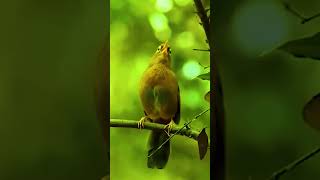 HWAMEI BIRD SINGING  WAMBI GACOR DI ALAM LIAR [upl. by Garland]