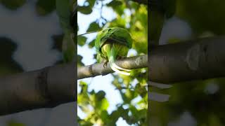 Wild Alexandrine Parrot Natural Sounds part1 [upl. by Clayborne]