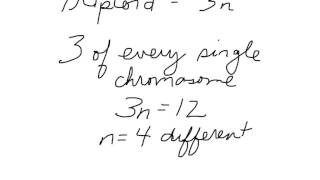 Ploidy simplified [upl. by Natala]