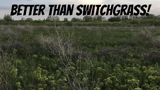 FROM BARE DIRT TO DEER BEDDING Can anything beat switchgrass Absolutely [upl. by Torrin]