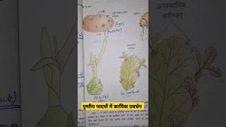 vegetative propagation in plants neet2025 neet ncert diagram plant puru janutharia [upl. by Kearney724]