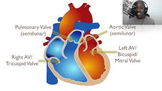 The Heart Part 1  Under Pressure Crash Course Anatomy amp Physiology 25 [upl. by Perzan]