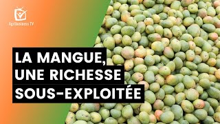 Burkina Faso  La mangue une richesse sousexploitée [upl. by Seko]