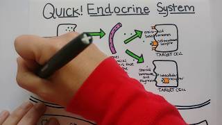 Endocrine System  Summary [upl. by Gertruda]