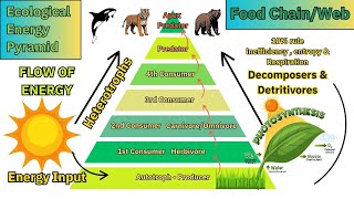 Ecological Pyramid amp Primary Productivity [upl. by Rotow]