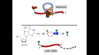 RNA Prozessierung [upl. by Nilde545]