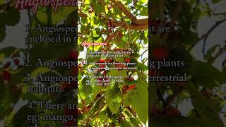 Difference between Angiosperms and Gymnosperms Hindi Urdu conceptsofbotany [upl. by Acirrej]