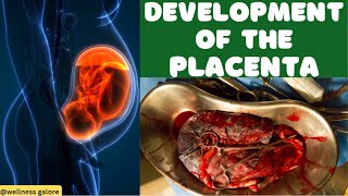 How the Placenta Develops and Functions During Labor and Delivery  Embryology Explained [upl. by Devan904]