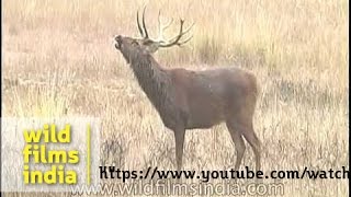 Male Barasingha calls out to receptive females in heat [upl. by Ynogoham]