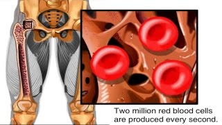 How Red Blood Cells are Made Animation  Formation of RBC Video Structure Function Blood Components [upl. by Yelad]