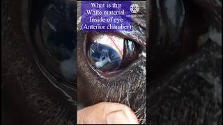 “cattle incredible eye transformation in 10days hypopyon [upl. by Cullin444]