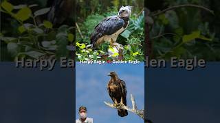 Harpy Eagle VS Golden Eagle Peregrine Falcon Gyrfalcon Eagle Owl shorts animals [upl. by Oznecniv867]