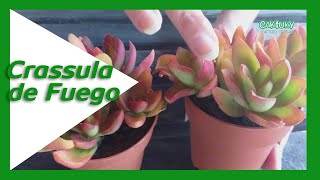 🔥 Crassula capitella 2 Variedades  Caktuky [upl. by Eatnoed857]